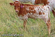 26D_2100.jpg - Drop Dancer x Jam Box - 2026 Heifer