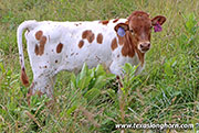26D_2129.jpg - Line Dried x Jam Box - 2026 Heifer