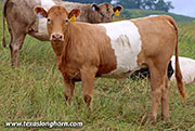 Red Razor - Red Razor - 26D_2161