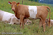 Red Razor - Red Razor - 26D_2165