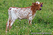 Untopped Calf 2026 - Untopped x Point Wish - 2026 Heifer - 26D_2202