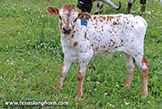 Flair Yea! Calf 2026 - Flair Yea x Silent Edge - 2026 Bull - 26D_2213
