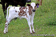 So Aloof Calf 2026 - So Aloof x Point Wish - 2026 Heifer - 26D_2218