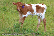 Duchess Calf 2026 - Duchess x Jam Box - 2026 Heifer - 26D_2258