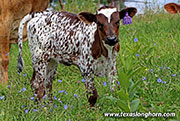 Jest A Drag Calf 2026 - Jest A Drag x Tin Cup - 2026 Heifer - 26D_2268
