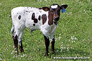 Jess Drop It Calf 2026 - Jess Drop It x Ambassador - 2026 Bull - 26D_2312