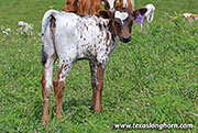 Radiant Cut Calf 2026 - Radant Cut x Amassador - 2026 Heifer - 26D_2316