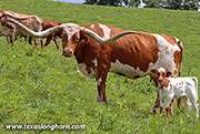 Checkered Edge - I-291558 - 26D_2331