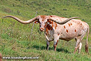 26D_2679.jpg - Cut'n Contest