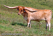 So Aloof Calf 2021 - Point Aloof - 26D_2707