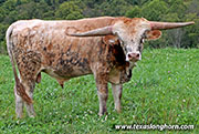 Cutting Light Calf 2025 - Cutting Light x Flair Galore - 2025 Bull - 26D_2740