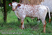 Degage Flair Calf 2026 - Degage Flair x Drop Box - 2026 Bull - 26D_2766