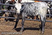 A Show of Beauty Calf 2026 - A Show of Beauty x Bond - 2026 Bull - 26D_2833