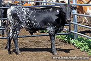 Dance On Point Calf 2026 - Dance On Point x Showman - 2026 Bull - 26D_2845