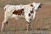 Front Point Calf 2025 - Front Point x Nohow - 2025 Bull - 26J_0238