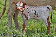 26J_1076_calf.jpg - Point Bright x Levin - 2026 Heifer
