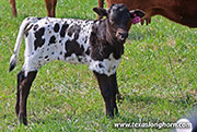 26J_1078.jpg - Silent Grace x Showman - 2026 Heifer