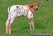 26J_1085.jpg - Fever Pitch x Jam Box - 2026 Bull