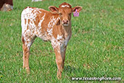 26J_1086.jpg - Drop Dancer x Jam Box - 2026 Heifer