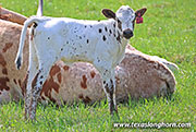 26J_1087.jpg - All Flaired Up x Jam Box - 2026 Heifer