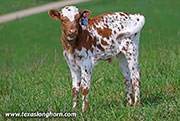26J_1092.jpg - Pack Well x Point Wish - 2026 Bull