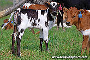 26J_1095.jpg - Cut List x Tin Cup - 2026 Heifer