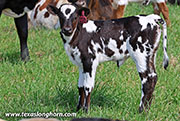 26J_1099.jpg - Sabanudo x Ice Pick - 2026 Heifer