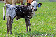 26J_1107.jpg - Cloverman x Beyond Reach - 2026 Bull