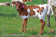 26J_1126.jpg - Stop Ho x Jam Box - 2026 Heifer