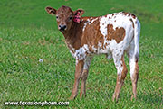 26J_1127.jpg - Drop & Roll x Full Throttle - 2026 Heifer