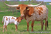 26J_1132.jpg - Line Dried x Jam Box - 2026 Heifer