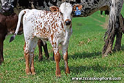 26J_1133.jpg - Show It All x Jam Box - 2026 Bull