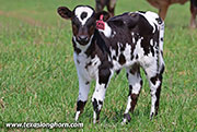 26J_1140.jpg - Sabanudo x Ice Pick - 2026 Heifer