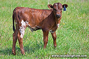 26J_1142.jpg - Shogun x Point Wish - 2026 Bull