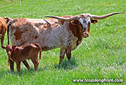 26J_1159.jpg - Tempting Cut