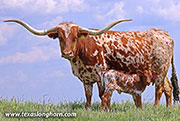 26J_1164.jpg - Hand Slap x Drag Iron - 2026 Heifer