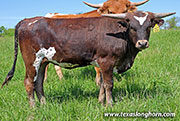 26J_1387.jpg - Sneaky Wish