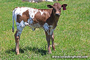 26J_1456.jpg - Drop & Roll x Full Throttle - 2026 Heifer