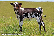 26J_1459.jpg - Sabanudo x Ice Pick - 2026 Heifer