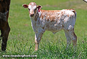 26J_1466.jpg - Flair Time x Jam Box - 2026 Heifer