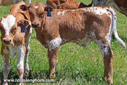 26J_1471.jpg - No Case x Point Wish - 2026 Bull