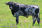 26J_1551.jpg - Queen Hand x Flair Galore - 2025 Bull