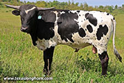 26J_1589.jpg - Box of Roses x Point Wish - 2025 Bull