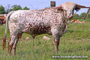 All Knowing - All Skedaddle x Ho How - 2025 Bull - 26J_1594