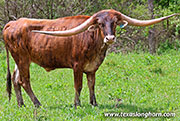 26J_1965.jpg - Rodeo Rex