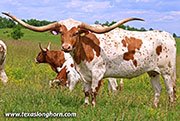 26J_2760.jpg - Toss'N Mac
