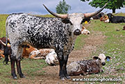 A Show of Beauty - I-296157 - 26J_3069