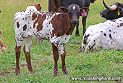 Ice Tool 2024 Calf 2026 - Ice Tool x Bond - 2026 heifer - 26J_3086