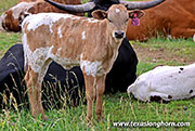 Mudflap Calf 2026 - Mudflap x Bond - 2026 Heifer - 26J_3088