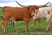 Marked Tepal - I-296079 - 26J_3096